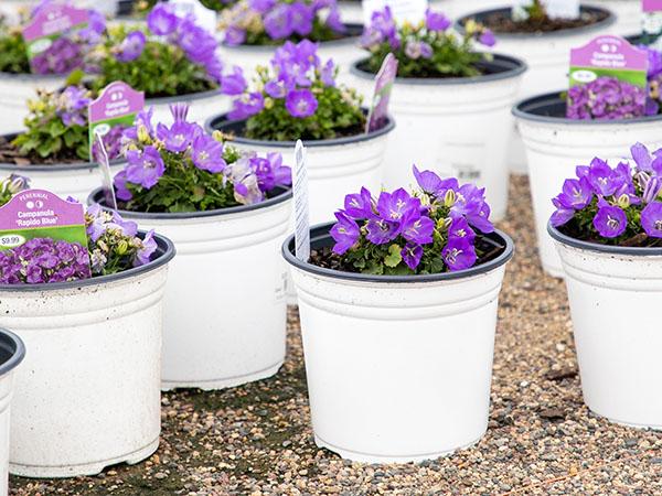 Perennial Production